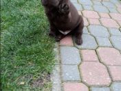 LABRADORKI CZEKOLADOWE PIESKI Z RODOWODEM ZKwP/FCI po CH.PL.