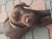 LABRADORKI Z RODOWOEM ZKwP/FCI