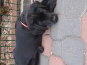 LABRADORKI Z RODOWODEM ZKwP/FCI