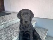 Labradorka z rodowodem ZKwP/FCI