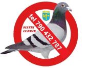 siatka na balkon okna przeciw gołębią ptakom, dla kotka