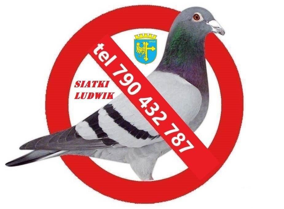 siatka na balkon okna przeciw gołębią ptakom, dla kotka Opole - Zdjęcie 1