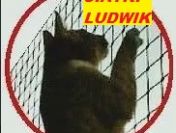 siatka na balkon dla kota, gołębie