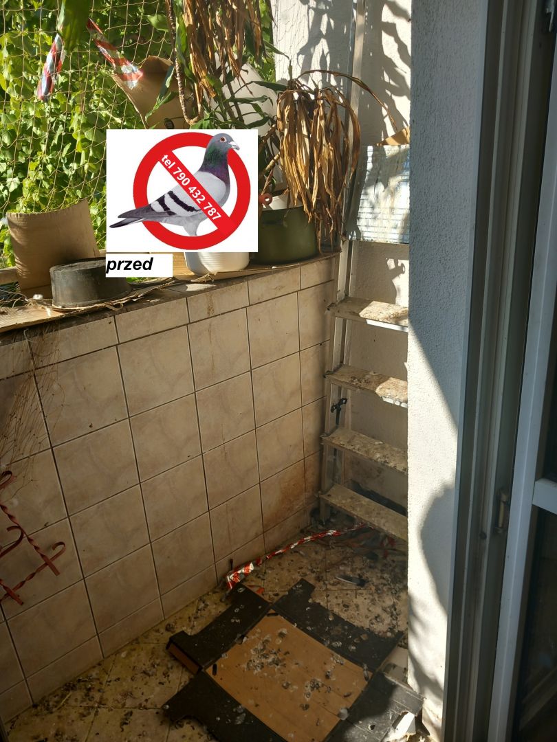 Czyszczenie sprzątanie po gołębiach Opole - Zdjęcie 1