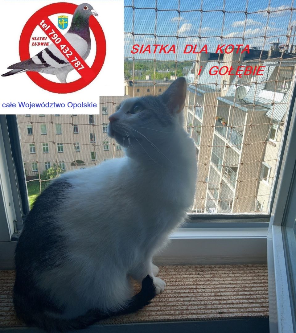 Opole siatka dla kota Opole - Zdjęcie 1