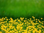 Uzyskanie decyzji środowiskowej na wycinkę, usunięcie drzew,