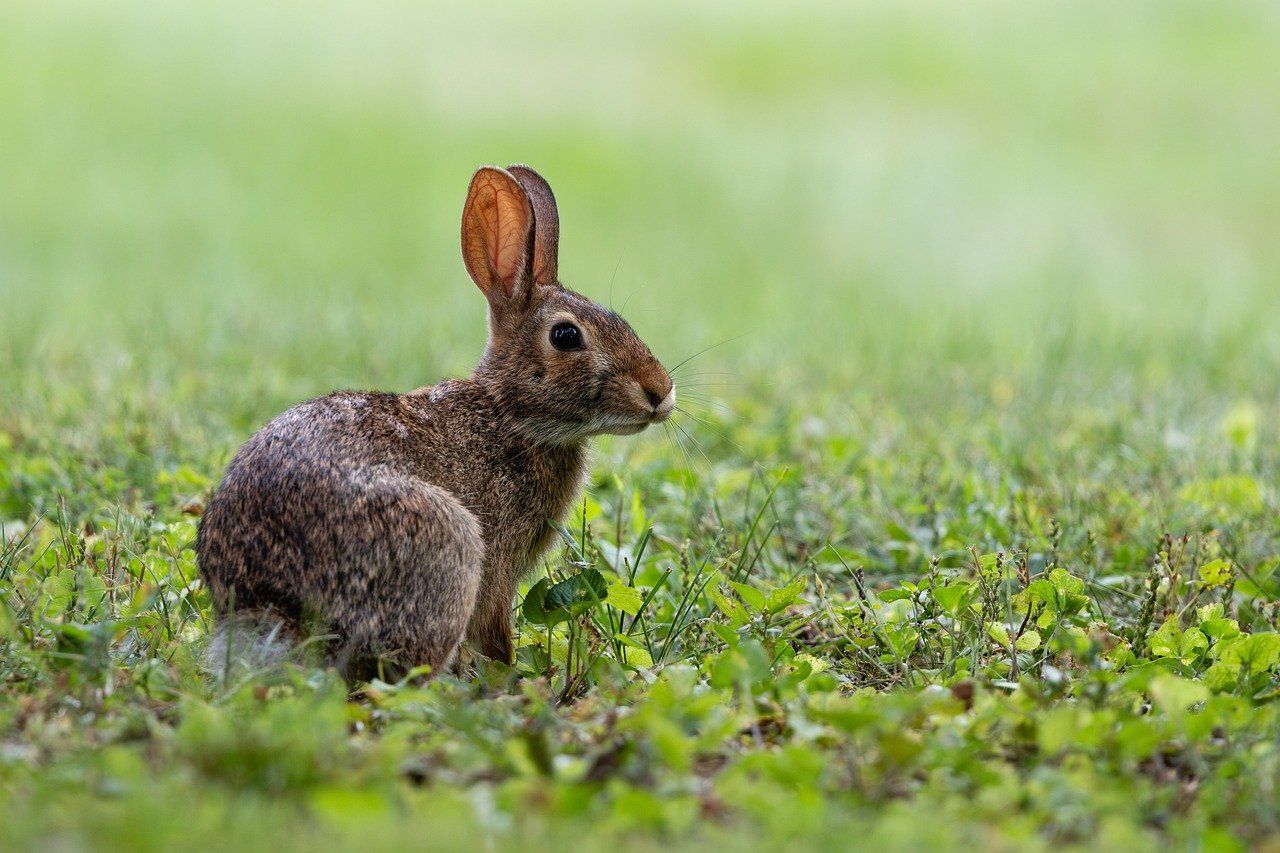 Decyzja środowiskowa budowa domu jednorodzinnego, cena t 504746203  - Zdjęcie 1