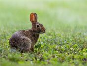 Decyzja środowiskowa budowa domu jednorodzinnego, cena t 504746203