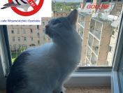 Siatka na gołębie Opole 790 432 787