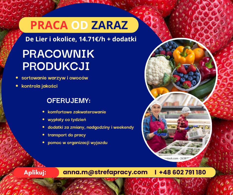 Praca na sortowni warzyw i owoców w Holandii - bez języka - wyjazdy co tydzień De Lier - Zdjęcie 1