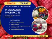 Praca na sortowni warzyw i owoców w Holandii - bez języka - wyjazdy co tydzień